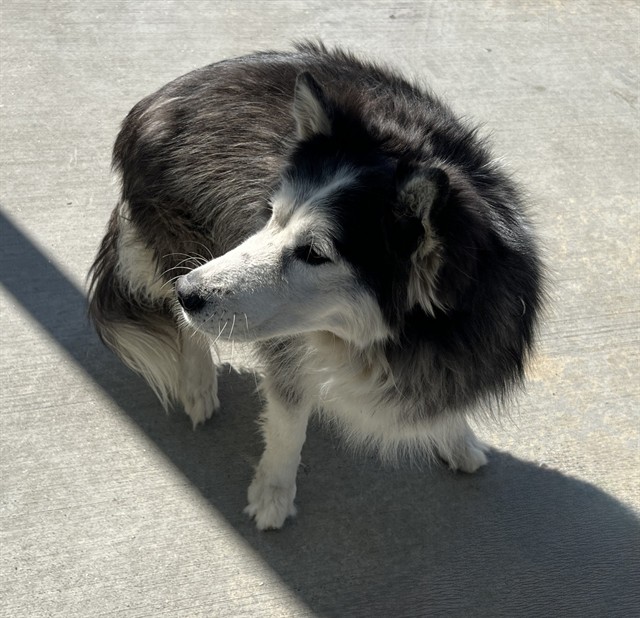A5802907, a Siberian Husky, available for adoption