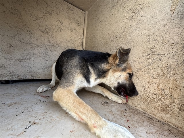 A481044, a German Shepherd (mix breed), available for adoption