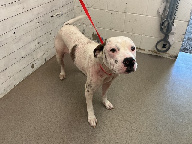 Flan, a Pit Bull Terrier (mix breed), available for adoption