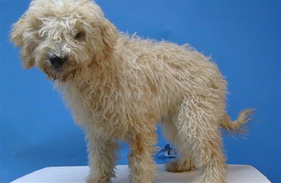 A5804274, a Poodle, available for adoption