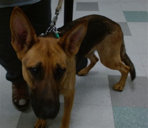 Susan, a German Shepherd (mix breed), available for adoption