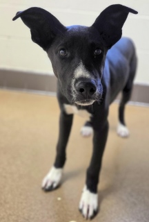 Olaf, a Shepherd (mix breed), available for adoption