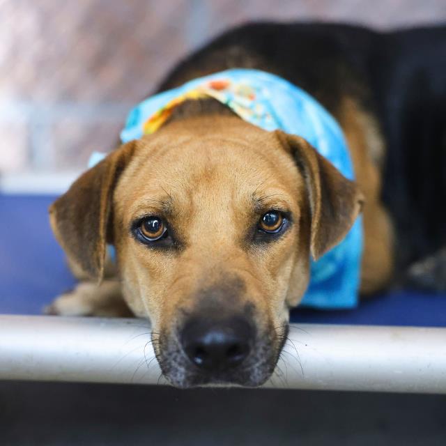 Rosie, a Shepherd (mix breed), available for adoption