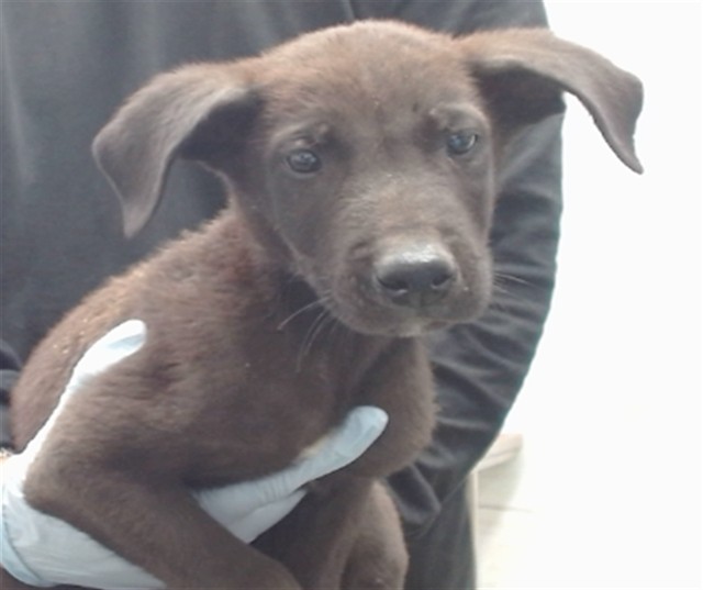 Angel, a Retriever (mix breed), available for adoption