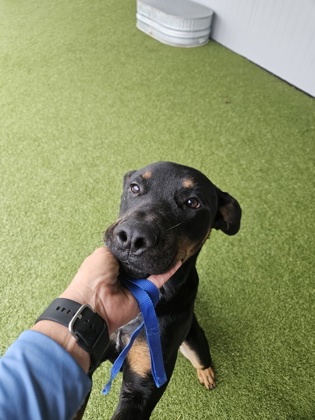 Mitch, a Pit Bull Terrier (mix breed), available for adoption
