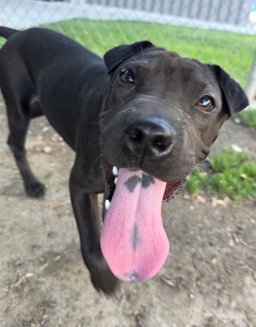 Licorice, a Pit Bull Terrier, available for adoption