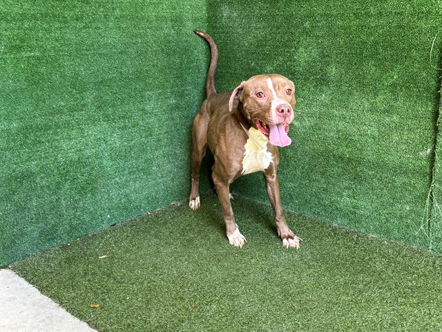 Misty, a Pit Bull Terrier, available for adoption