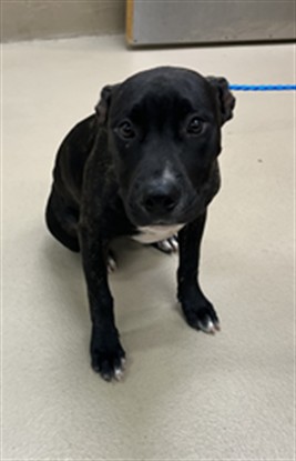 Raye, a Pit Bull Terrier, available for adoption