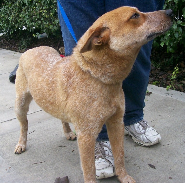 Other Photos of thie Dog