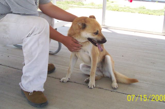 Other Photos of thie Dog