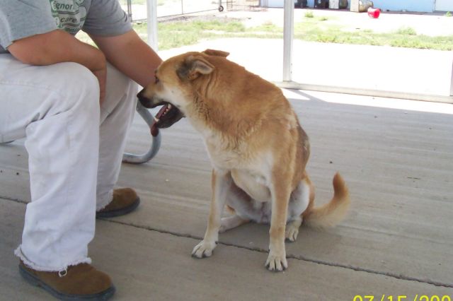 Other Photos of thie Dog