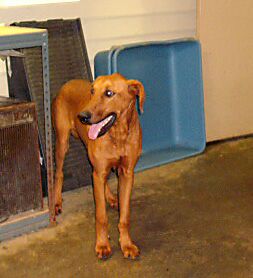 Other Photos of thie Dog