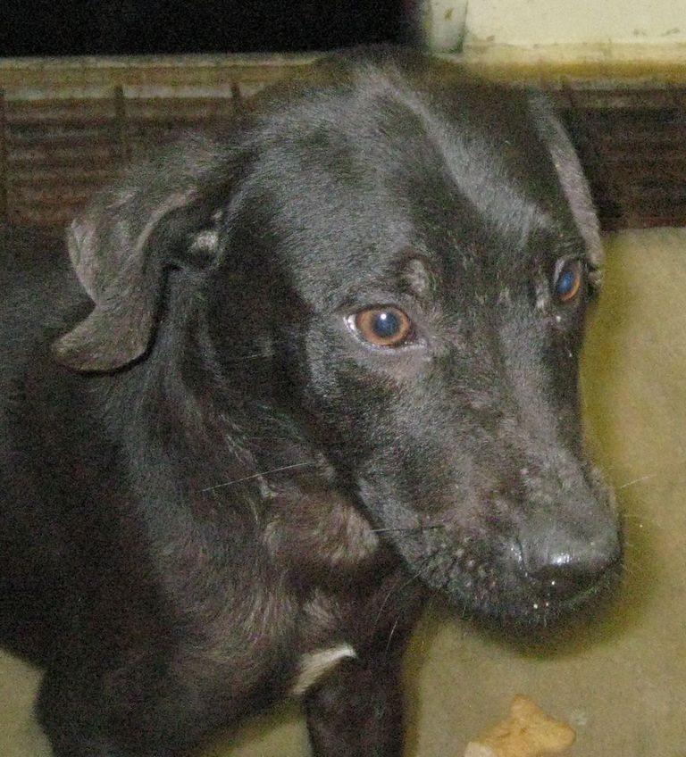 Other Photos of thie Dog