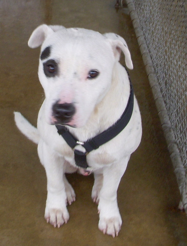 Other Photos of thie Dog