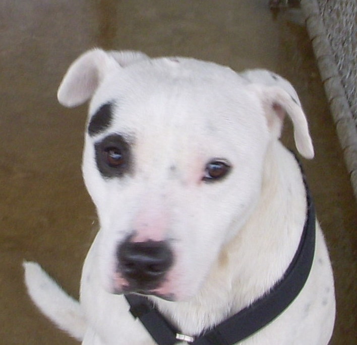 Other Photos of thie Dog