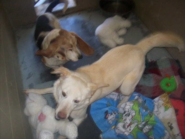 Other Photos of thie Dog
