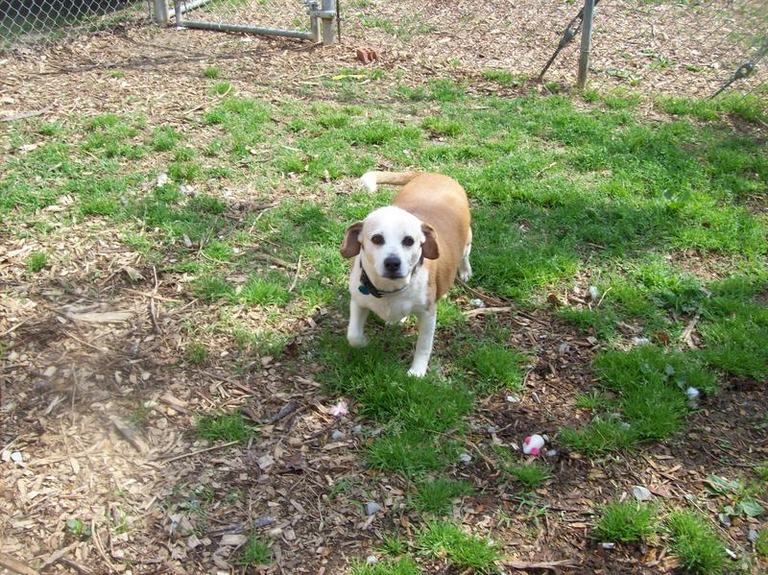 Other Photos of thie Dog