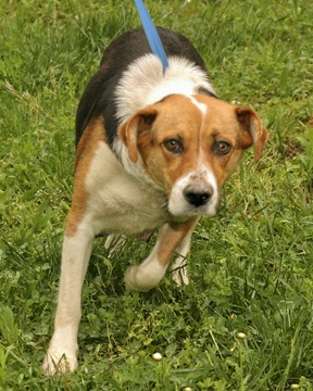 Other Photos of thie Dog