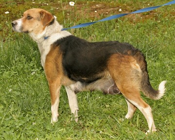 Other Photos of thie Dog