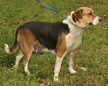 Other Photos of thie Dog