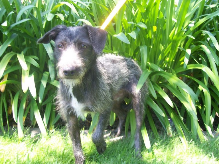 Other Photos of thie Dog