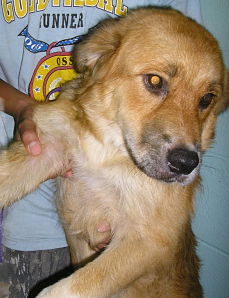 Other Photos of thie Dog