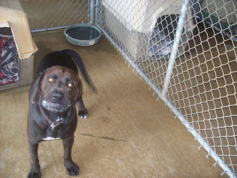 Other Photos of thie Dog