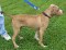Other Photos of thie Dog
