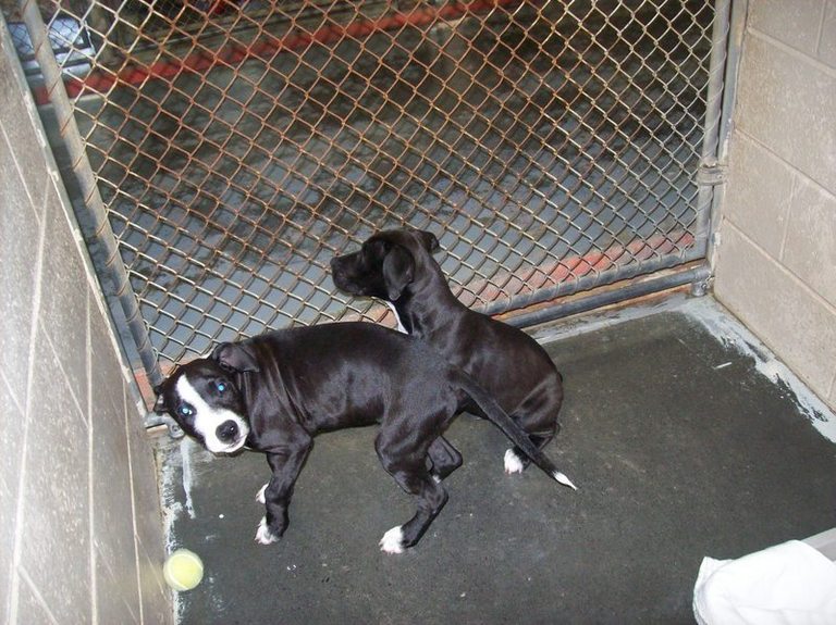Other Photos of thie Dog