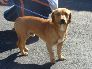 Main Photo of this Dog