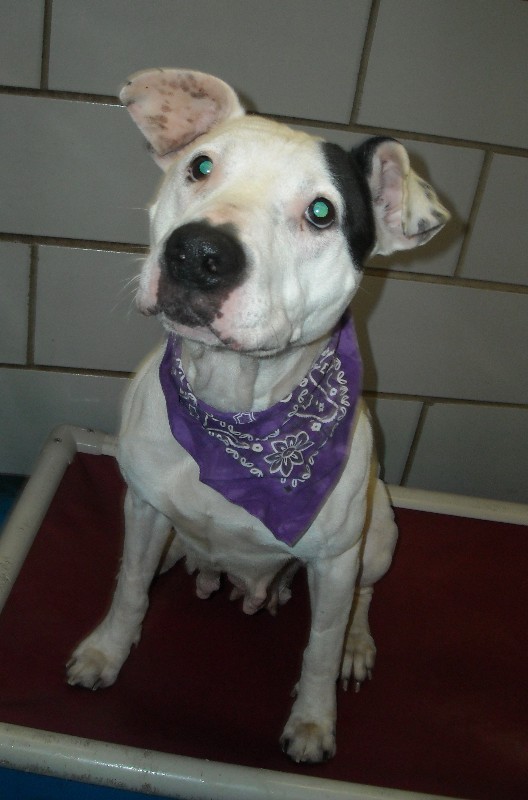 Other Photos of thie Dog
