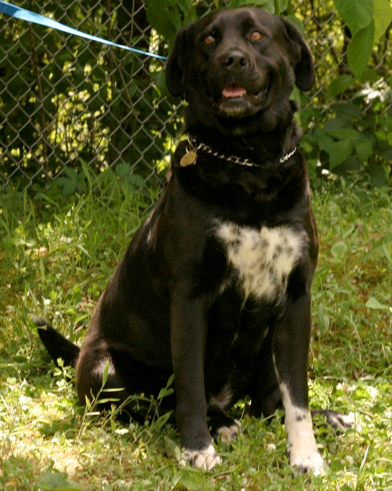 Other Photos of thie Dog