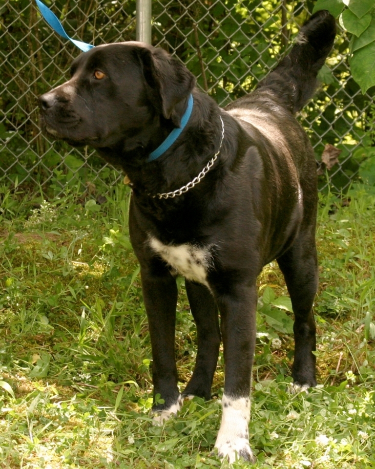 Other Photos of thie Dog