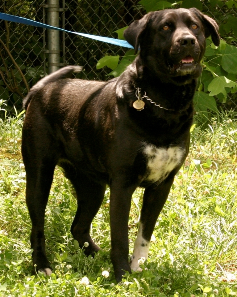 Other Photos of thie Dog