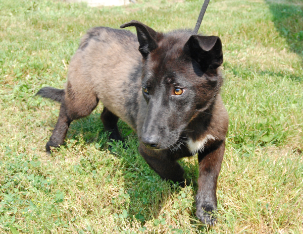 Other Photos of thie Dog