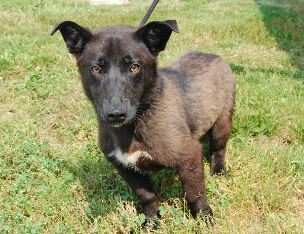Other Photos of thie Dog