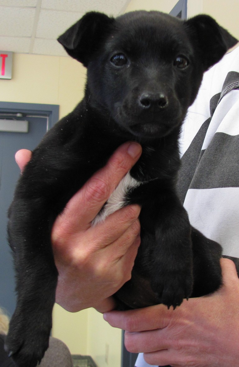 Main Photo of this Dog