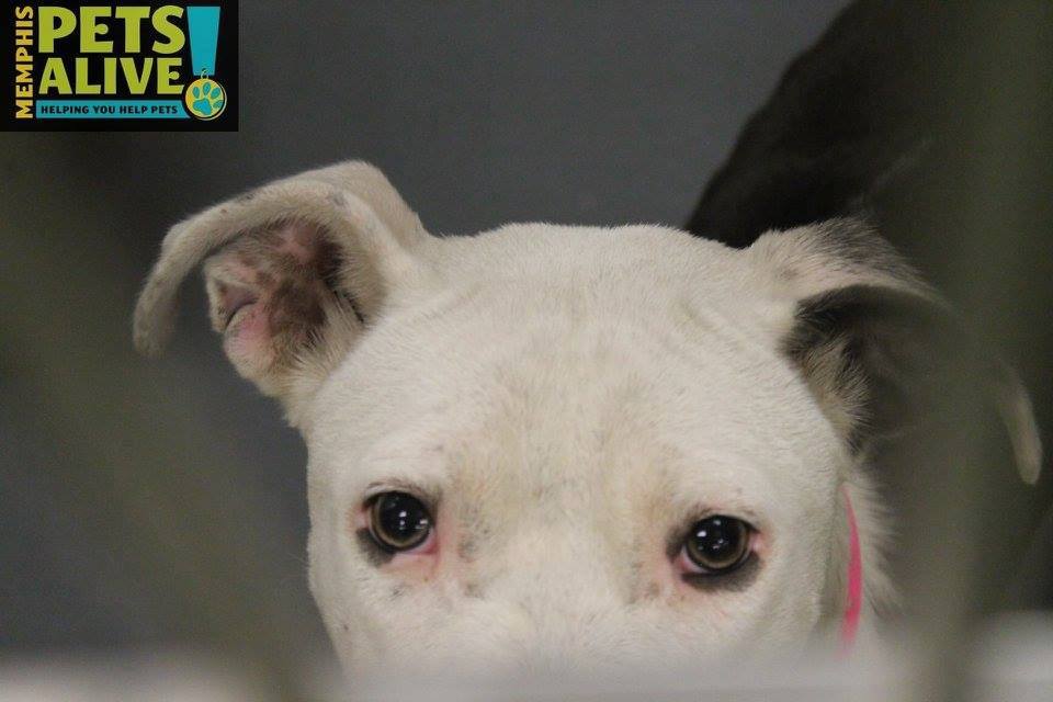 Other Photos of thie Dog
