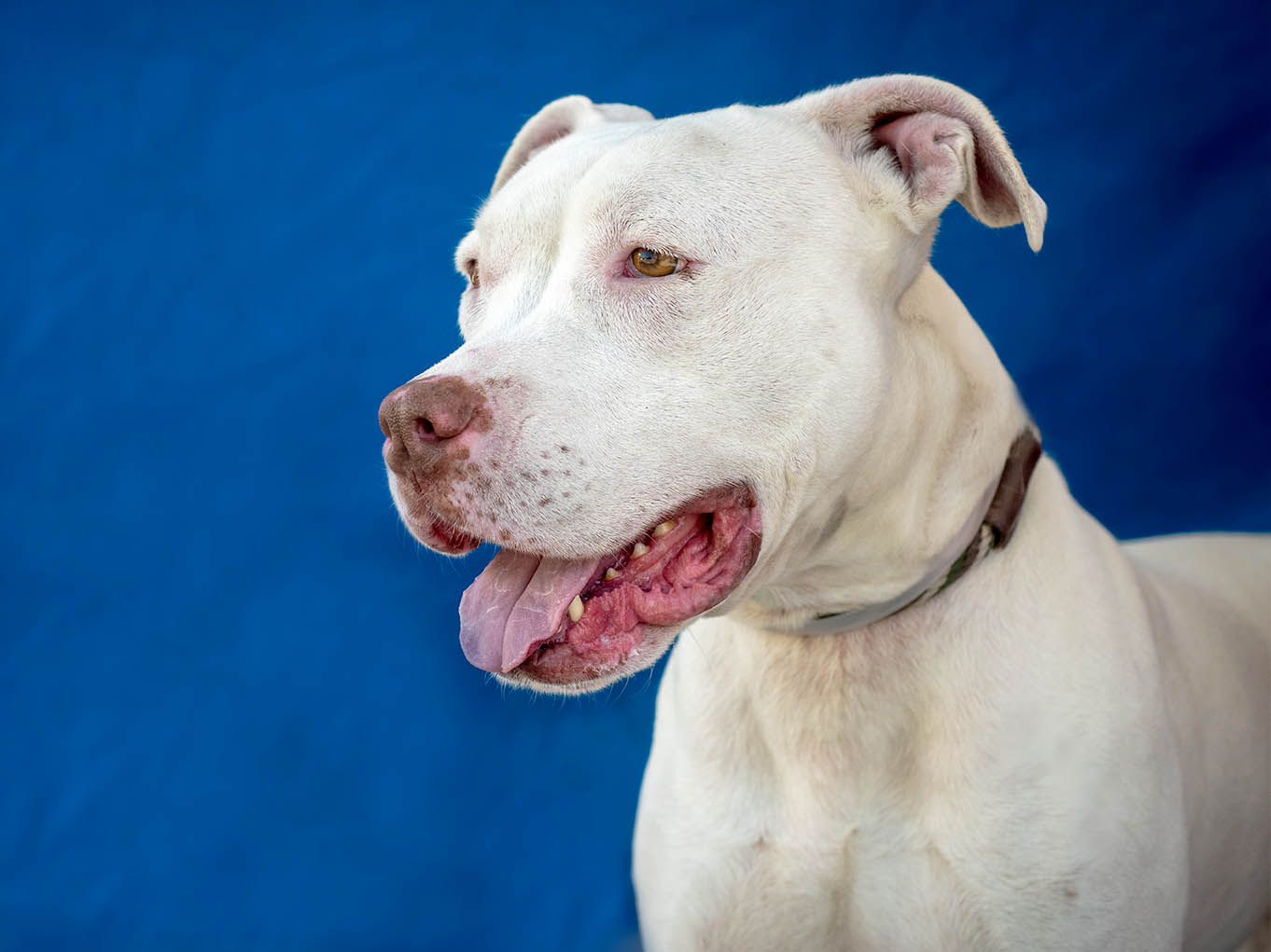 REINA Located In Baldwin Park CA Was Saved