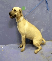 Main Photo of this Dog