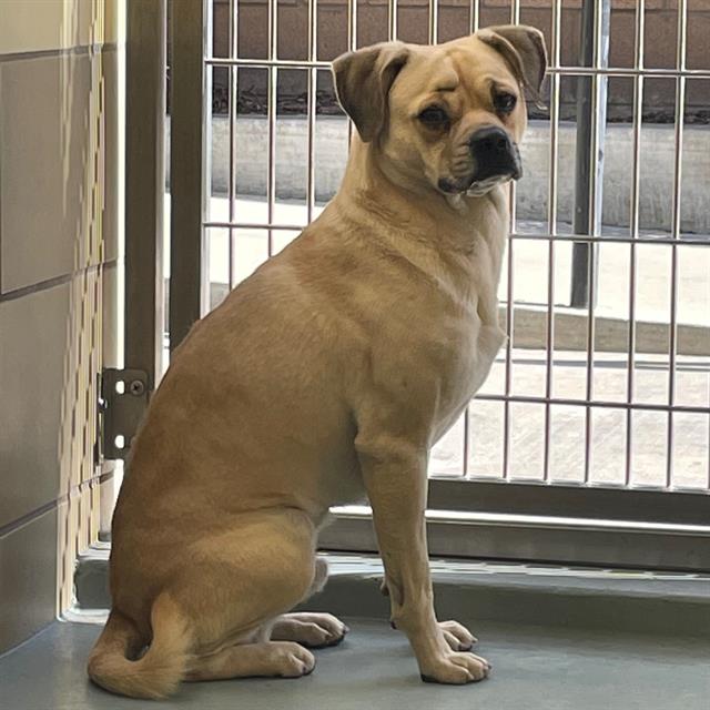 Main Photo of this Dog