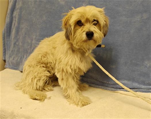 Main Photo of this Dog