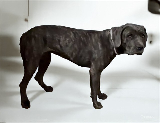 Other Photos of thie Dog