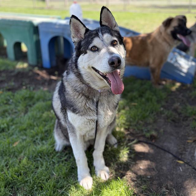 Triste, a Siberian Husky, available for adoption