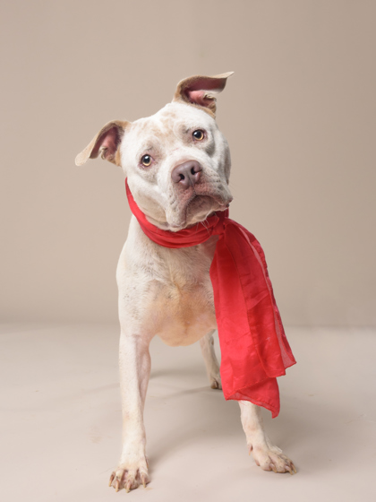Kang, a Pit Bull Terrier, available for adoption