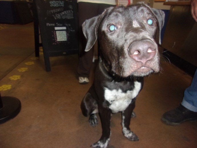 Lobo, a American Bulldog, available for adoption