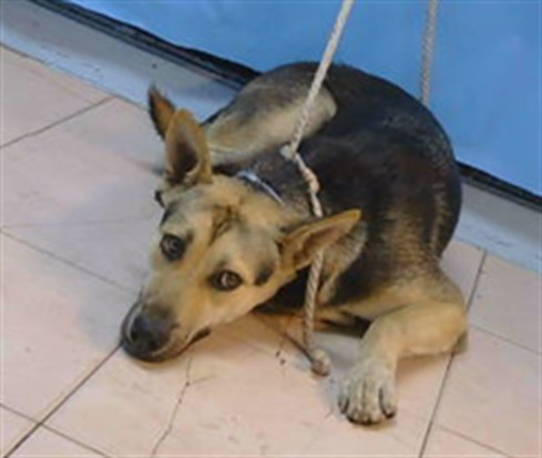 A5790506, a German Shepherd, available for adoption