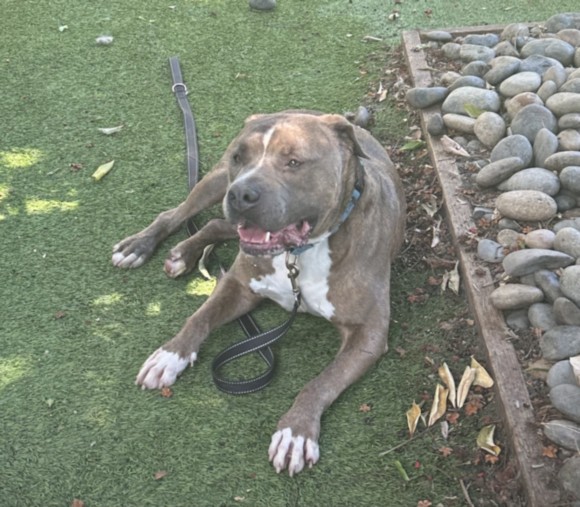 Gray, a Staffordshire Bull Terrier, available for adoption