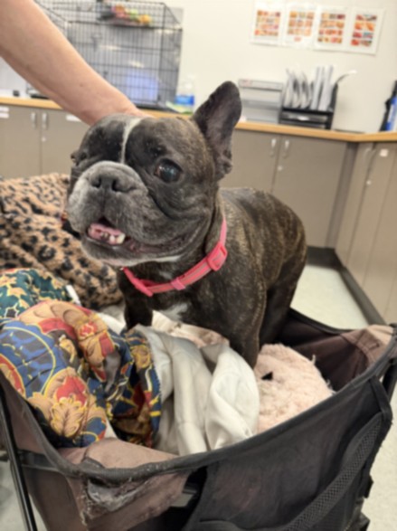 Pretty Girl, a French Bulldog, available for adoption