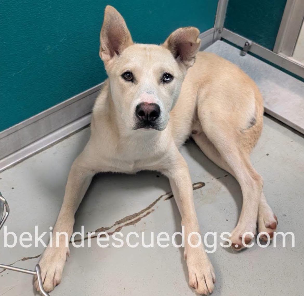 A478254, a Siberian Husky, available for adoption